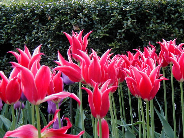 http://www.etc.cmu.edu/projects/atl/images/tulips/tulips.jpg