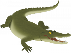 Crocodile