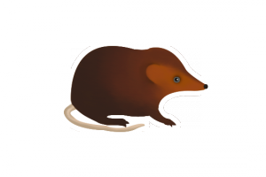 shrew-icon