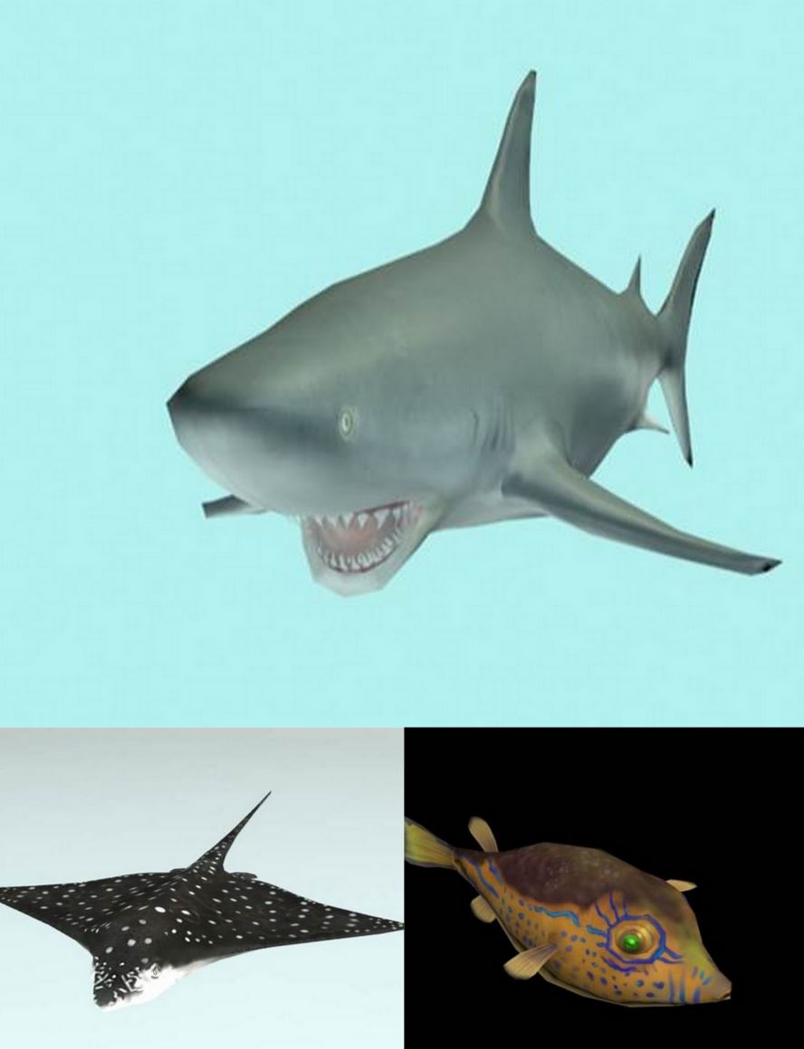 new fish added