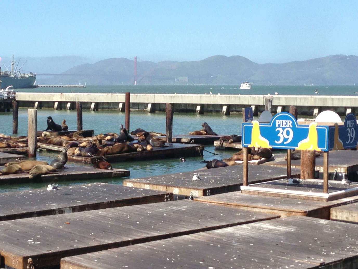 sea lions